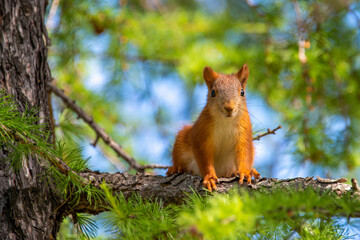squirrel in the forest