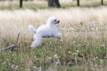 Naklejka premium Toy Poodle running in the grass