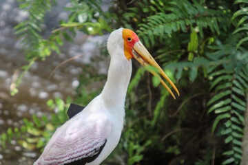 White Stork 