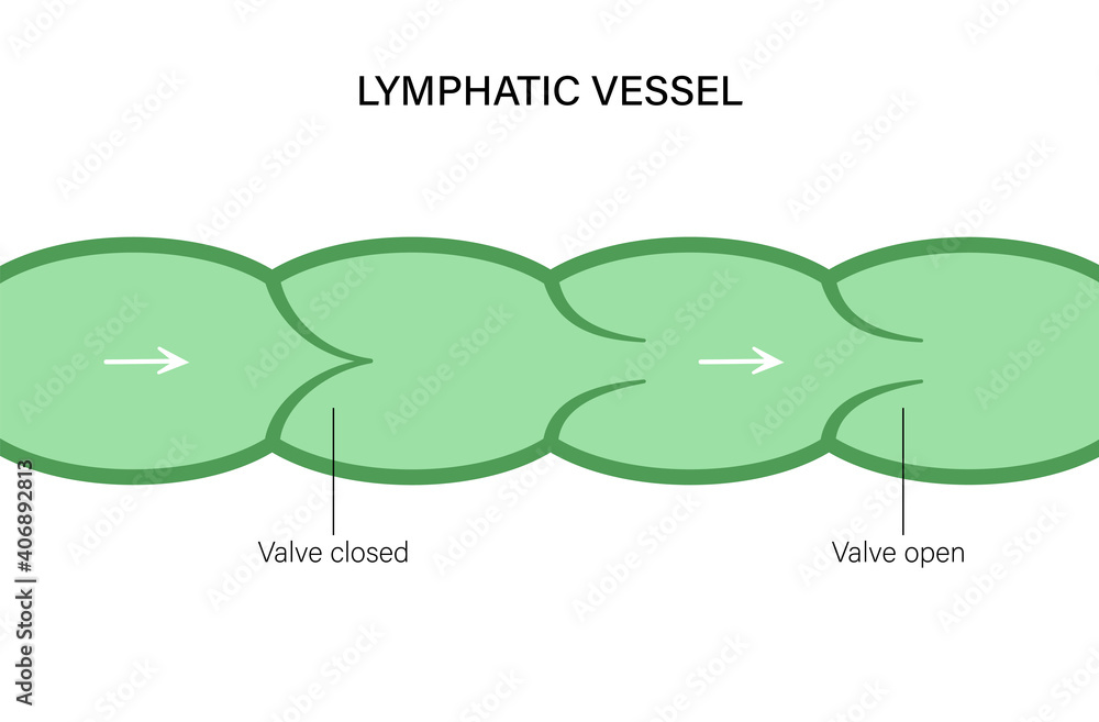 Canvas Prints Lymphatic vessel concept