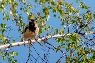 crow on a tree