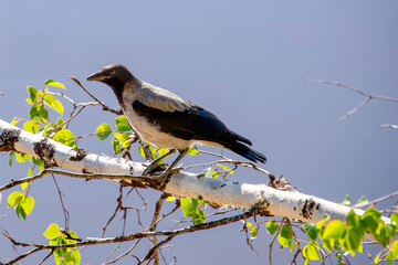 black capped kingfisher