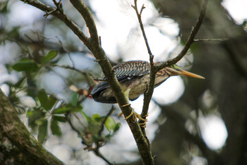 Bird in a tree