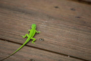 Green Anole Lizard 