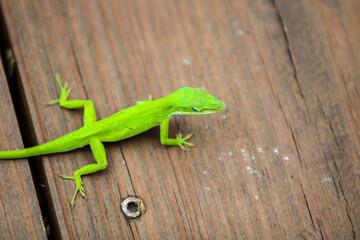 Green Anole Lizard 