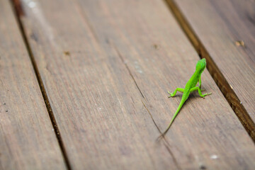 Green Anole Lizard 