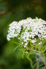 Obraz premium Tiny White Wild Flowers 