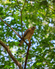 Hawk in a Tree 