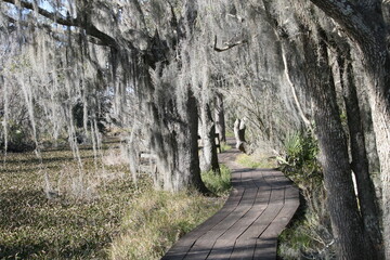 Wooden Plank Path Through The Bayou With Spanish Moss Covered Trees Lining Walkway