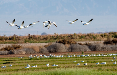 Fototapeta na wymiar flock of snow geese in migration near the salton sea Sonny Bono wildlife area