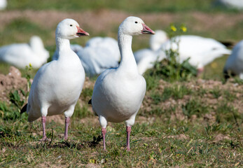 Two snow geese on the  lookout with many geese in the background at the Sonny Bono wildlife area in Salton Sea Southern California
