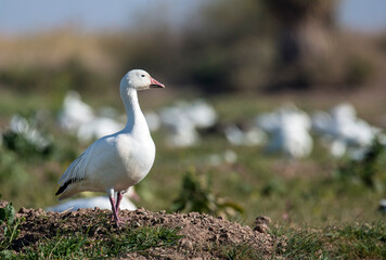 Snow goose on the  lookout with many geese in the background at the Sonny Bono wildlife area in Salton Sea Southern California