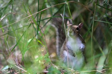 Squirrel on the ground 