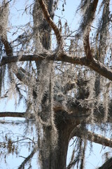 Close Up Of Spanish Moss Hanging From Tree In The Bayou
