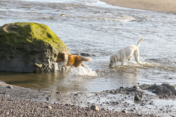 white cross bred dog and shetland sheepdog sheltie swimming in the river 