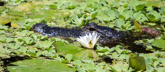 Alligator in a pond near a lily 