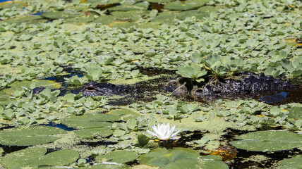 Alligator in the water 