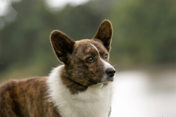  cardigan corgi head study