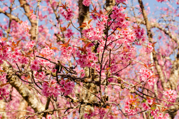 Pink flower blooming of Prunus cerasoides or Wild Himalayan Cherry