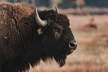Amerikanische Bisons auf dem Feld im Yellowstone-Nationalpark