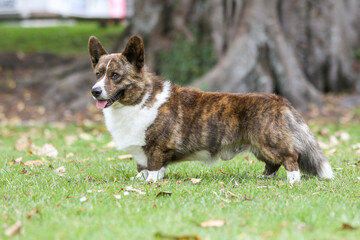  cardigan corgi standing by a tree