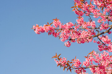 Pink flower blooming of Prunus cerasoides or Wild Himalayan Cherry
