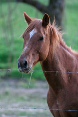 portrait of a horse