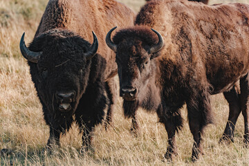 american bisons in the field in yellowstone national park