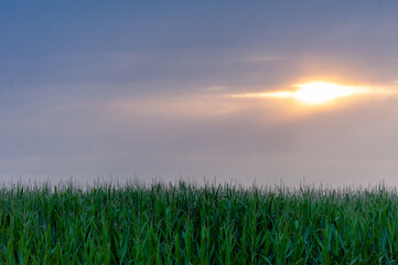 Nampa Idaho Farmland Sunset Cornfield 