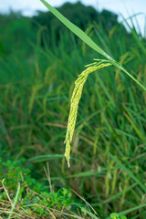 The growing ear of rice is near to harvest.