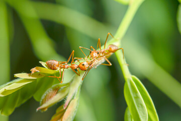 Red ants perched on a branch