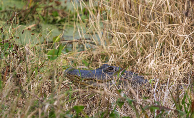 Alligator in the Swamp 