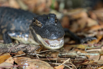 Fototapeta premium Baby alligator in the everglades smiling