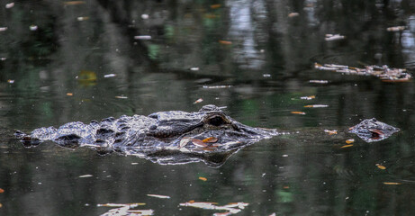 alligator in the swamp