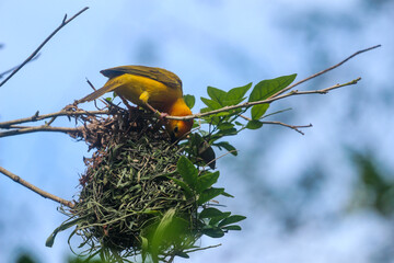 Yellow finch building a nest 