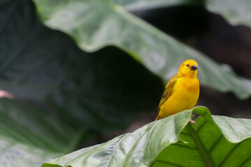 Yellow finch on a leaf 