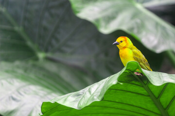 Yellow finch on a big green leaf 
