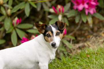 Naklejka na ściany i meble jack russell terrier cross bred dog with funny ears