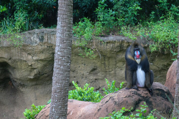 Mandrill Ape at the Zoo 