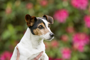 jack russell terrier cross bred dog with funny ears