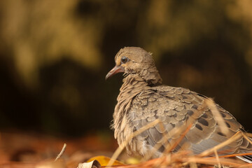 Brown Bird 