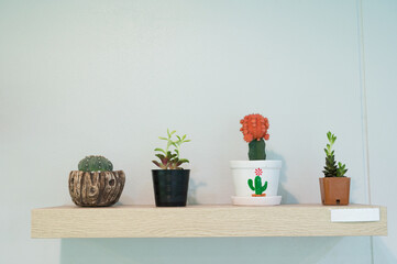 Collection of model succulents plant in pot on the shelf. Cactus home decoration.