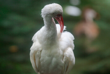 White Ibis pruning 