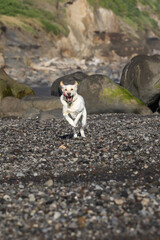 Naklejka na ściany i meble white cross bred dog running on the beach