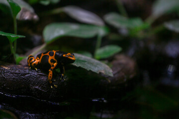 Orange Poison Dart Frog 