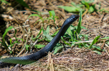 snake in the grass
