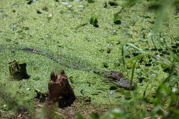 Young Alligator in the marsh 