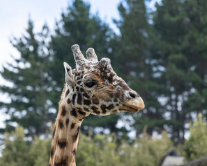 portrait of a giraffe head