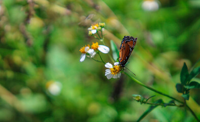 butterfly on flower