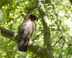 NZ Kaka in a tree